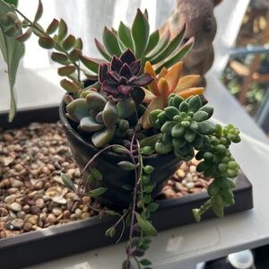 Rare Succulents Cuttings Collection 1